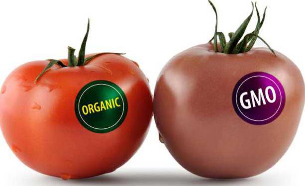 genetically-modified-food1