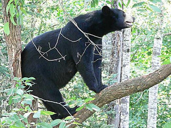 Black Bear photo Web