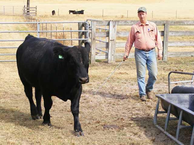 A one-man cattle ranch near Statesboro - Statesboro Herald
