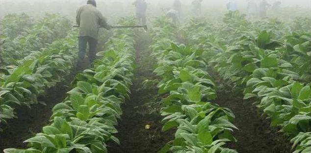 Tobacco Farming Heal