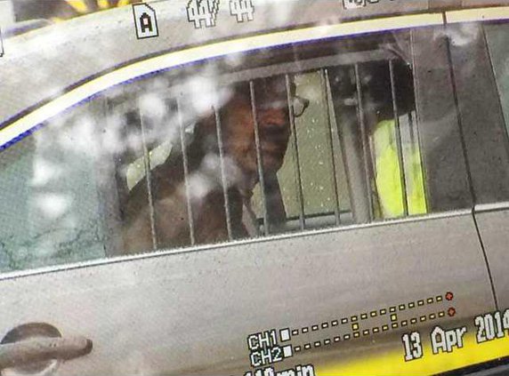 Fatal Shooting Kansas Heal