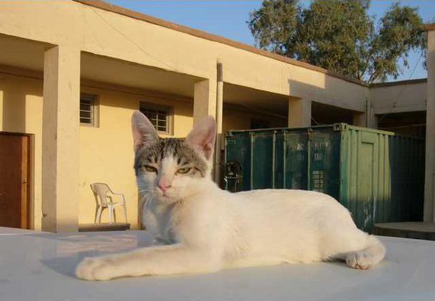 IRAQ CAT LADY OF BA 6030235