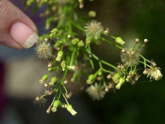 W Warming Ragweed Heal