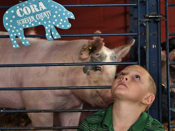 W 101811 FAIR HOGS 01