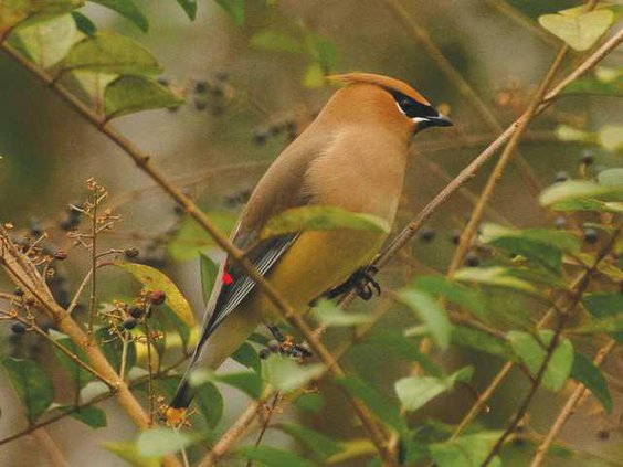 W cedar waxwing