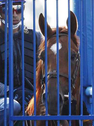 Belmont Stakes Horse  Heal