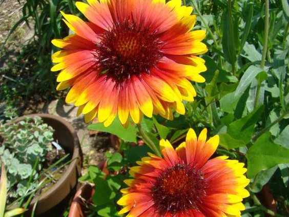 wgaillardia