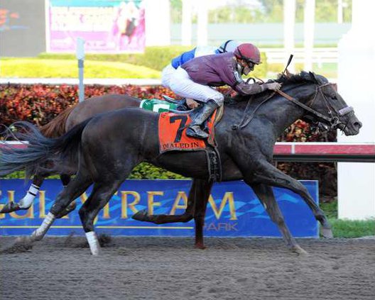 Run to the Roses Hors Heal