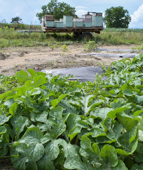 bees watermelons