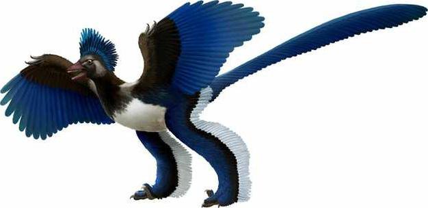 W Bird Or Dinosaur Heal