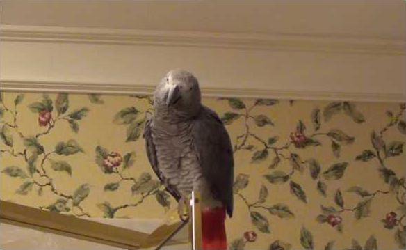 cb550907a8119131a978149749bfbfef5ff325a9be5e86f6593348442eaa8f45