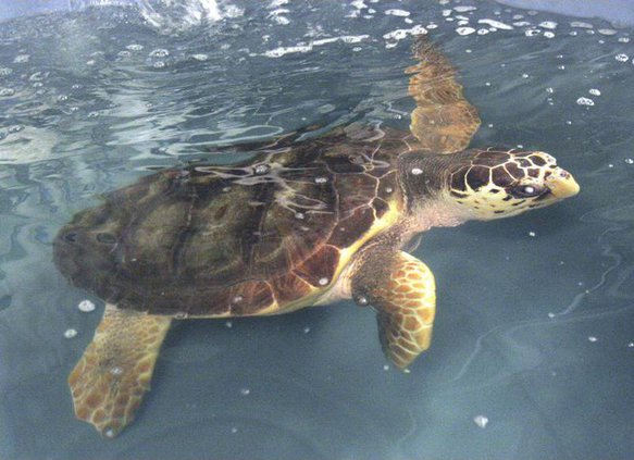 Sea Turtle For Web