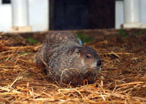 Georgias Groundhog 6589377