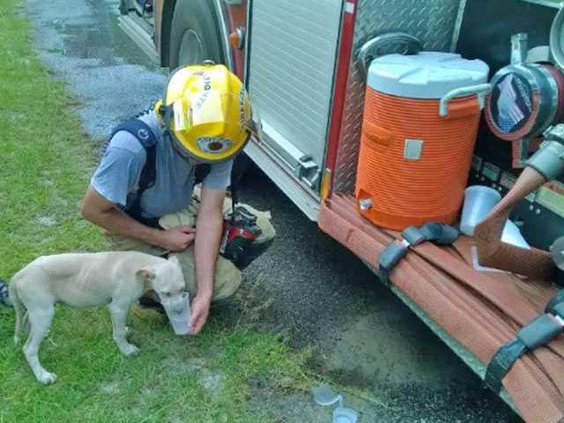 fire-dog