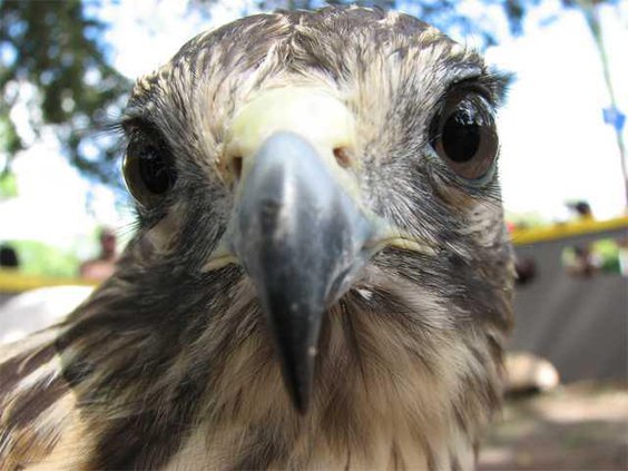 redtail hawk