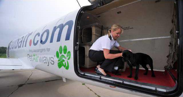 Airlines Pet Airways Heal