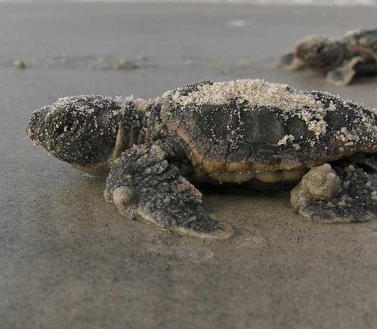 Loggerhead Rock Georgia's loggerheads set another record for nests - Bryan County News
