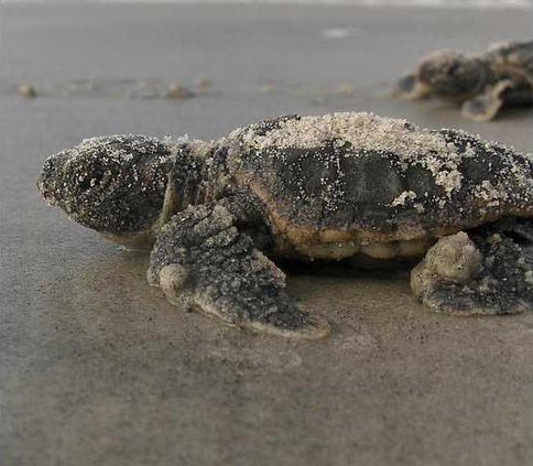 Loggerhead hatchling