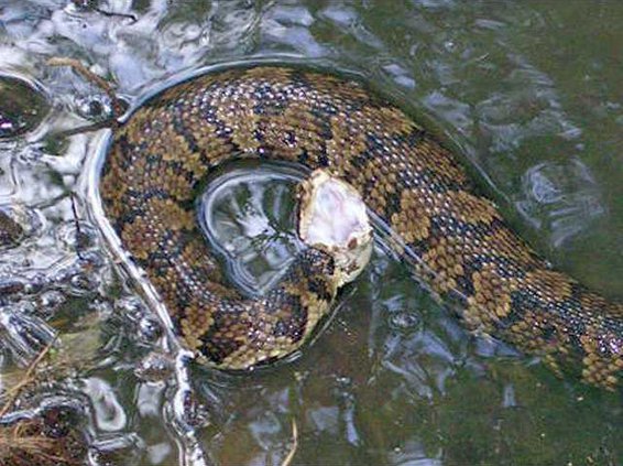 cottonmouth - U.S. Fish  Wildlife