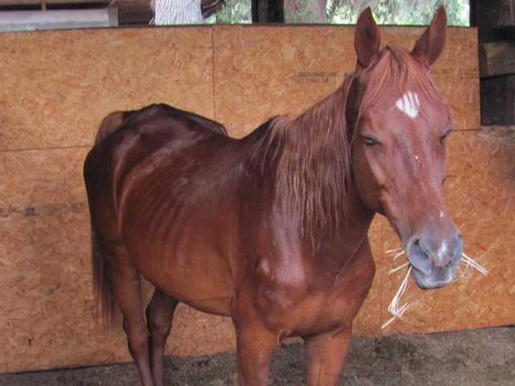 web 0608 Abused horses 3