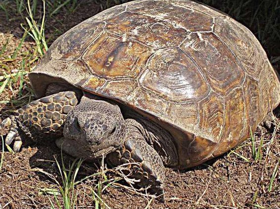 0804gophertortoise