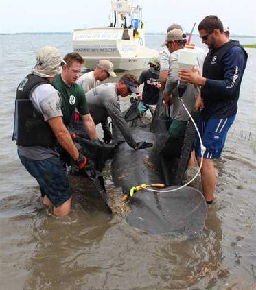 Manatee Release