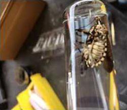 Yellow Spotted Stink Bug 2