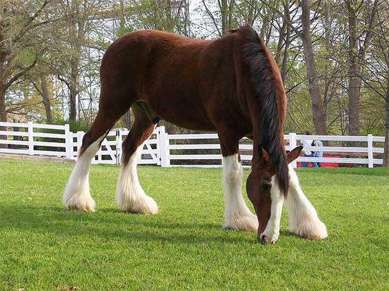 clydesdale