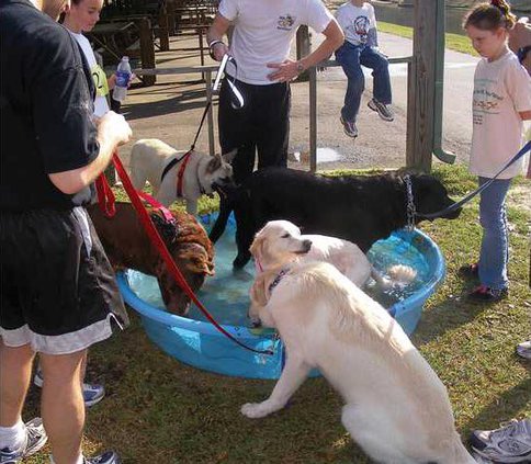 5k---dogs-cooling-off