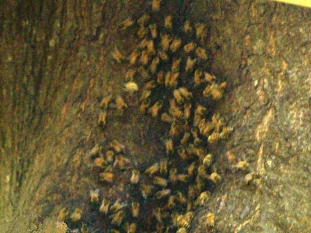 It's good to 'bee' in the know - Bryan County News