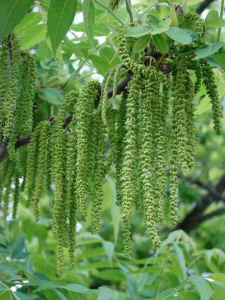 Catkins