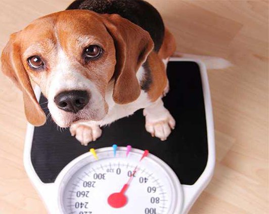 dog on scale