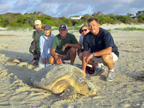 loggerhead turtle