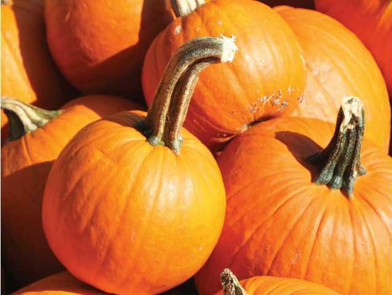 pimpkin