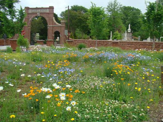 wildflowers