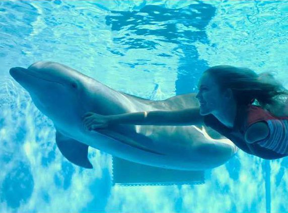 dolphin tale