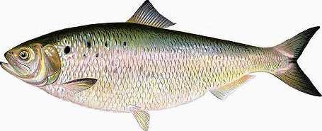 American Shad page image