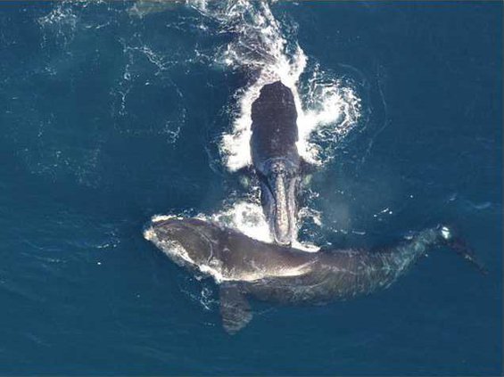 right whale