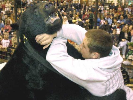 Ohio Bear Attack Heal