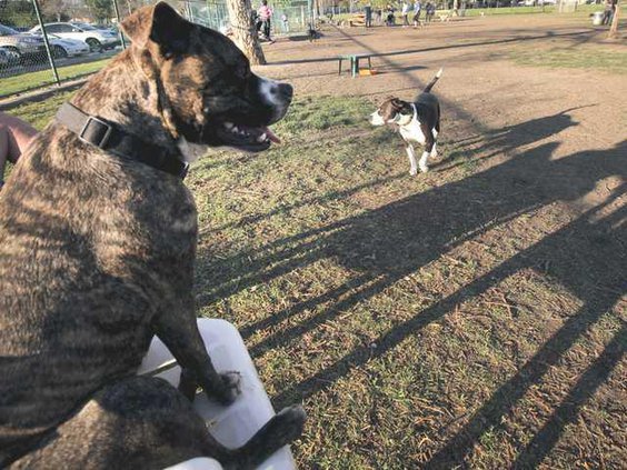 Pets Bully Breeds Heal