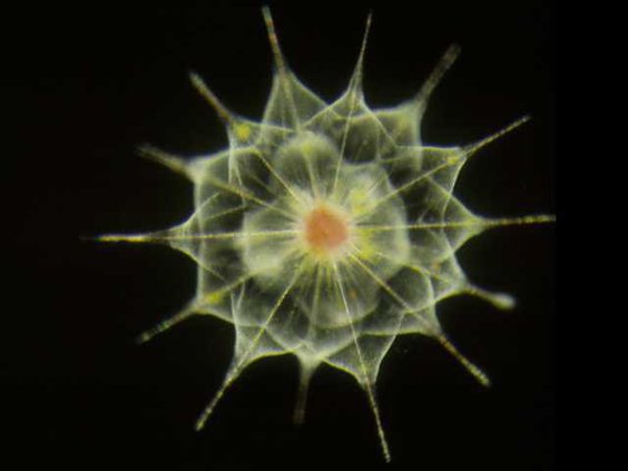 Hard to Sea Life Heal