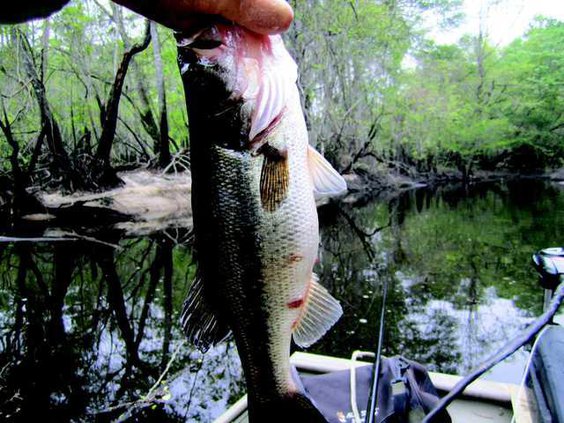 Ogeechee River file photo