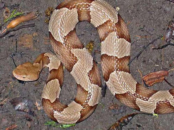 copperhead