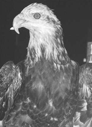 FreedomTheEagle