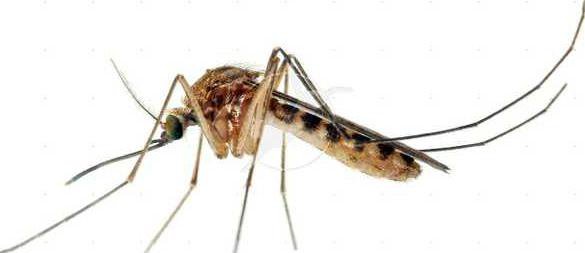 mosquitoes Culex-mosquito-white-background