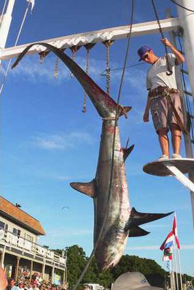 Li Shark Tournaments Draw Protesters Fishermen Statesboro Herald