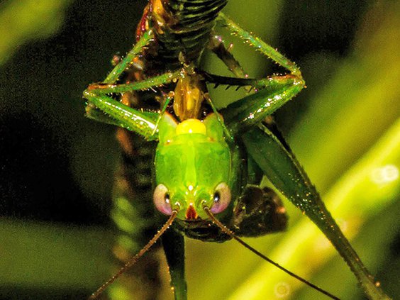 katydid