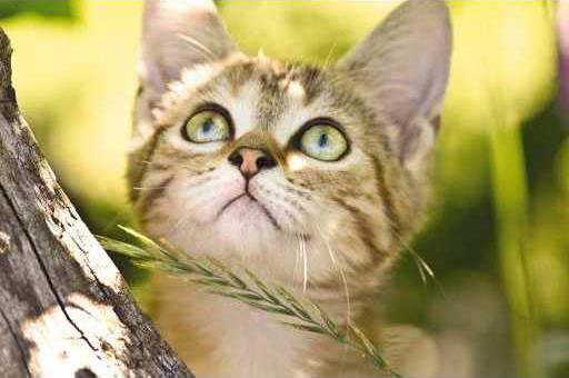 Kitten