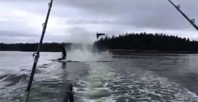 Killer Whale