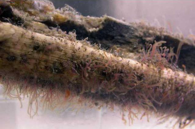 ff6cc658645a397b9a29ce063ebc5ca236ee78a167b9389a61df494f4ba7fbf6